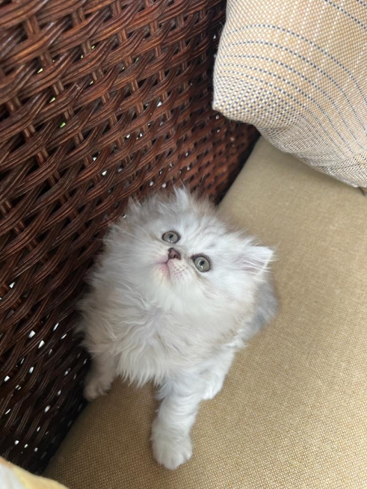 Scottish straight mâle