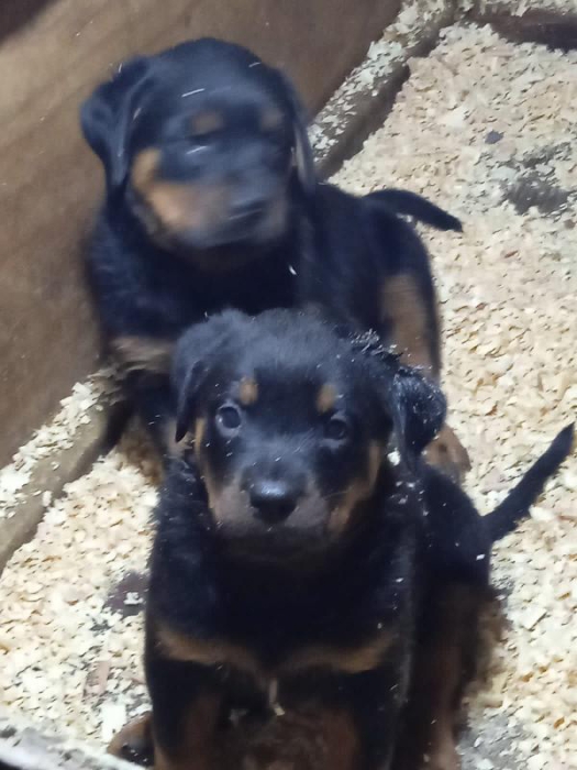 Femelle chiot rot 3 mois