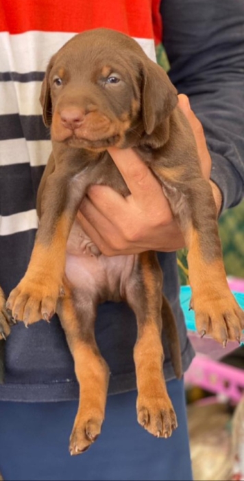 Disp chiot doberman top