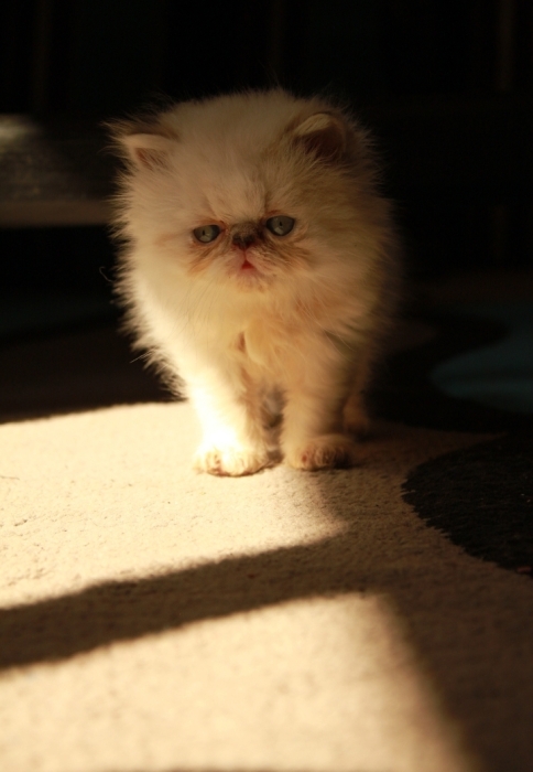 Femelle Himalayen persan