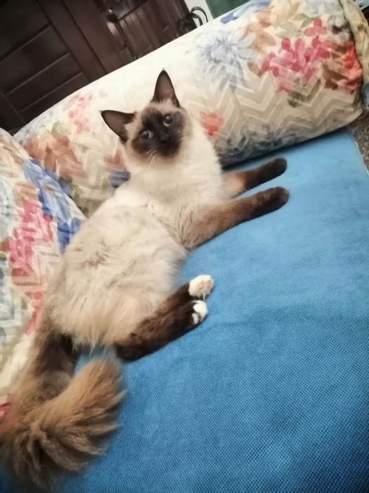 Cht siamois parents pedigree