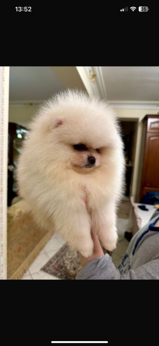 spitz nain loulou de pomeranie pedigree