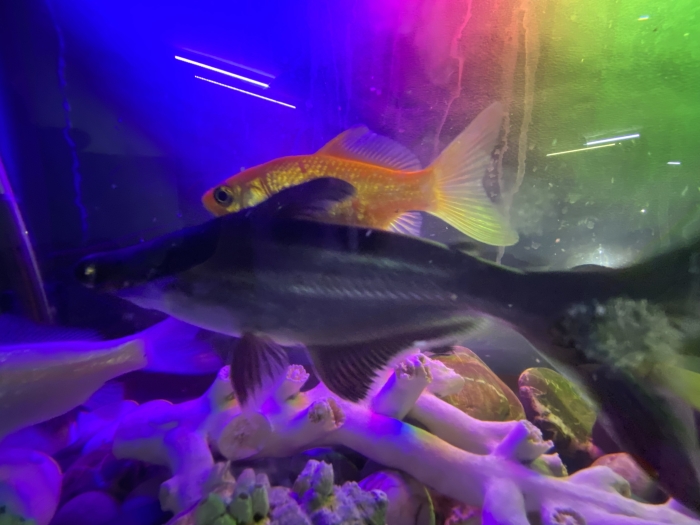 Requins et poisson rouge et poisson ventouse