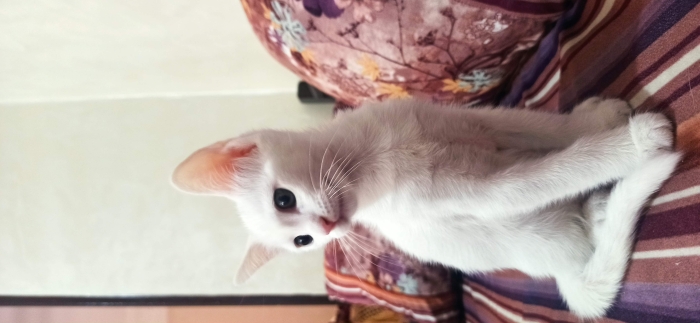 قطة للتبني عمرها شهرين