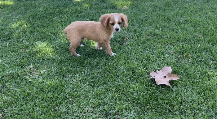 Cavalier King Charles