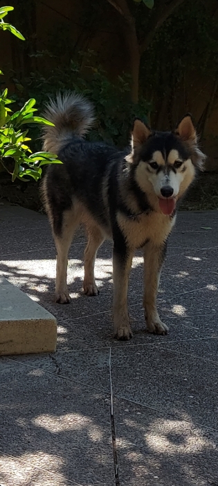 Husky malamute femelle