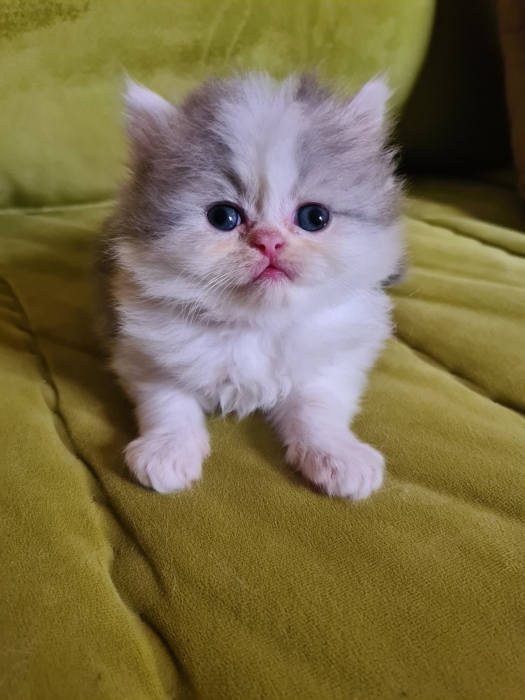 chatons persan pure race