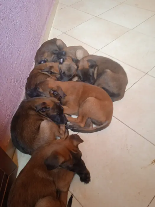 Chiots Berger belge malinois