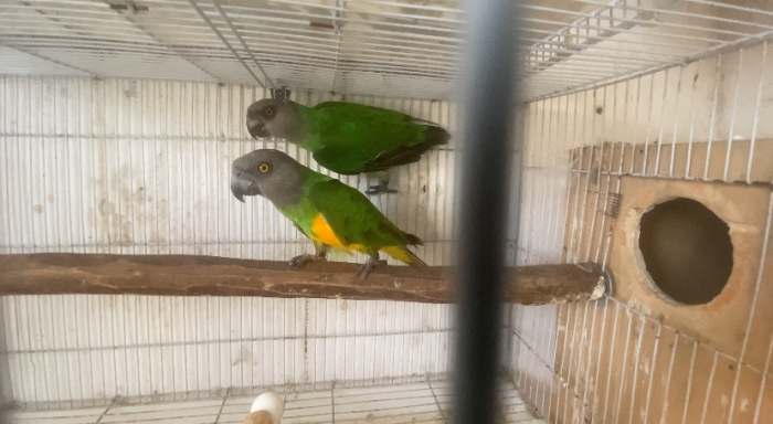 COUPLE YOUYOU SENEGALE