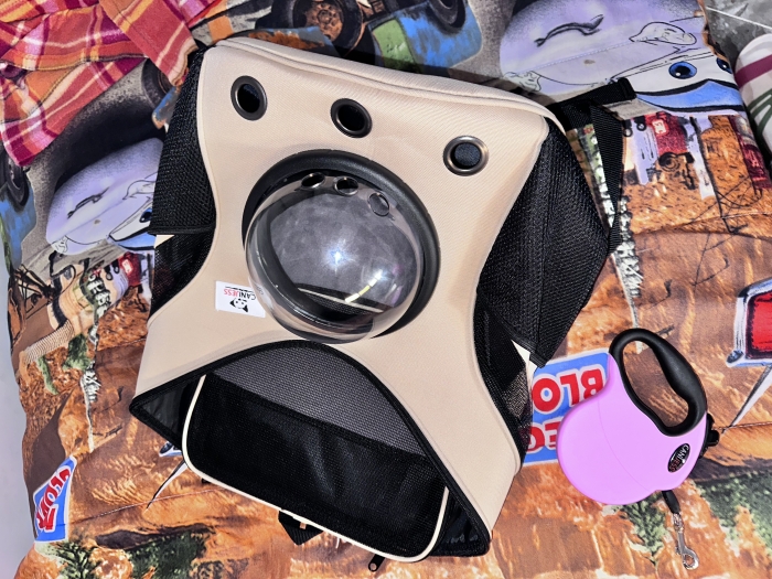 Caniche havanais femelle