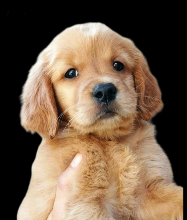 Chiot golden retriever top