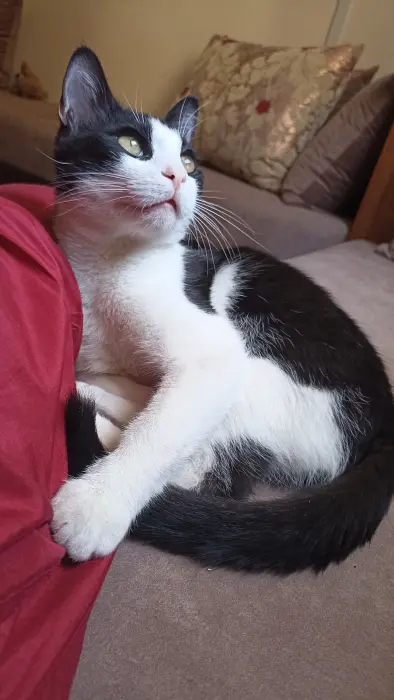 Chat Tuxedo à adopter