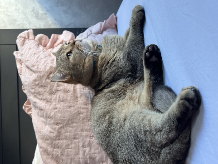 Maison d'hôte pour chats