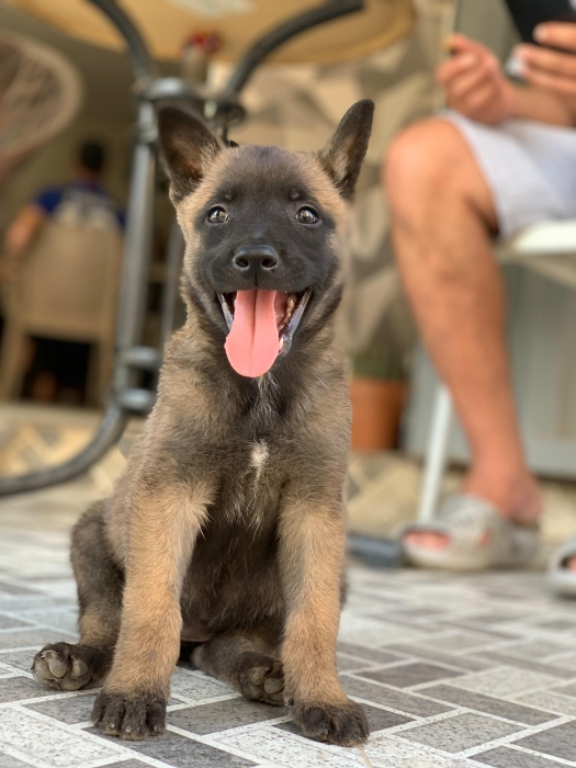 Femelle malinois