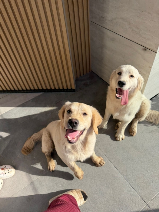 2 GOLDEN RETRIEVER tres beaux + niche fabriqué spéciale