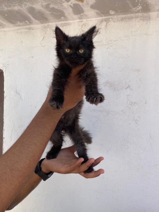 Chaton Shirazi noir