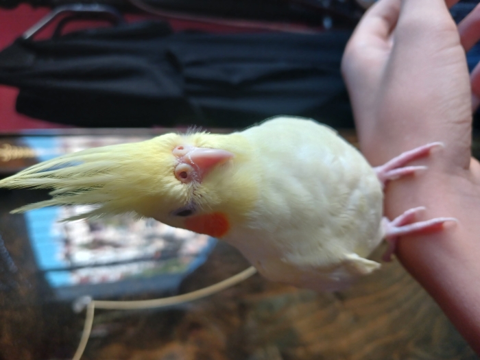 Callopssite lotino bien dreese