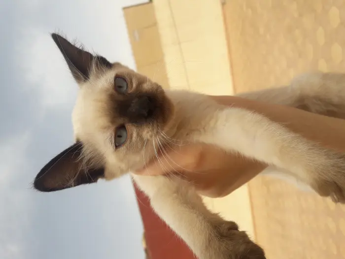 2 chaton siamois a vendre