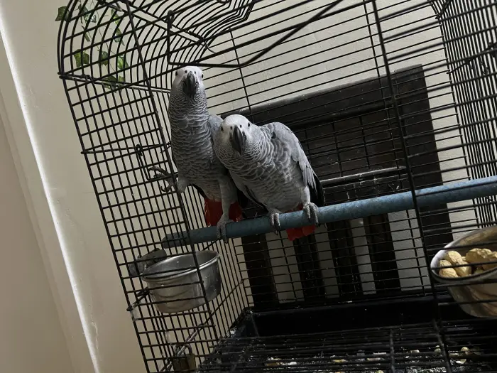 Couple de peroquet gris de Gabon