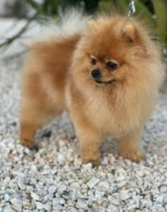 Spitz nain chocolate