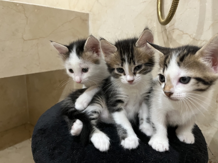 4 châtons pour adoption Casa