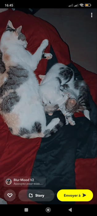 2 Petite chatte mignonne