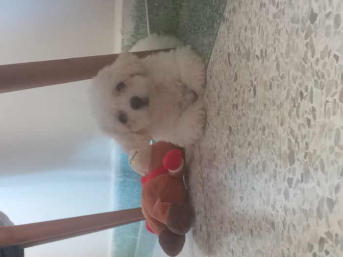 Chien bisson a vendre