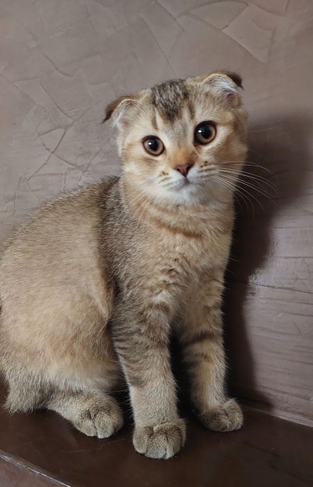 Magnifique Chatton scotish fold