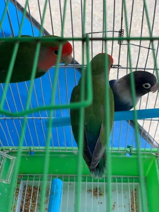 3 inséparables un couple et un male