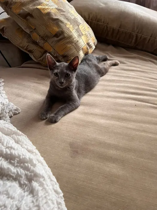 Chats à offrir suite à une portée