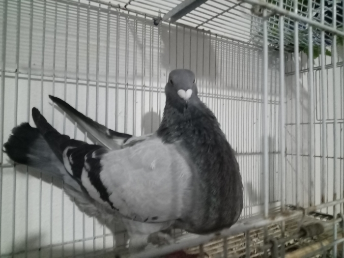 أنثى  حمام الخنيسي