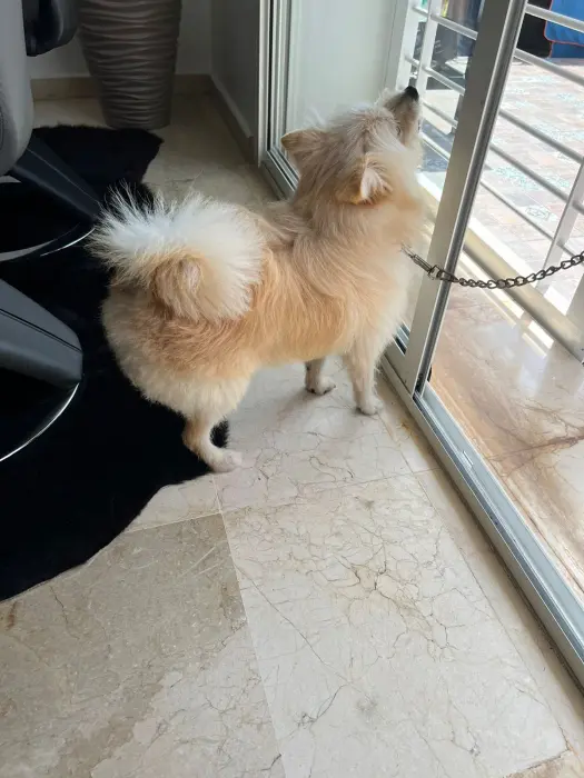 Pomeranian spitz female