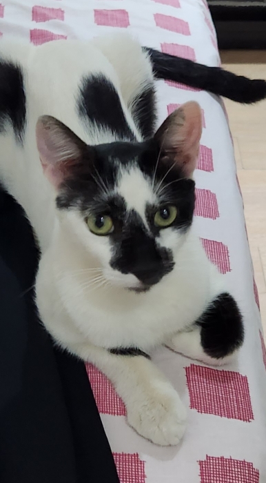 Cherche famille pour adoption