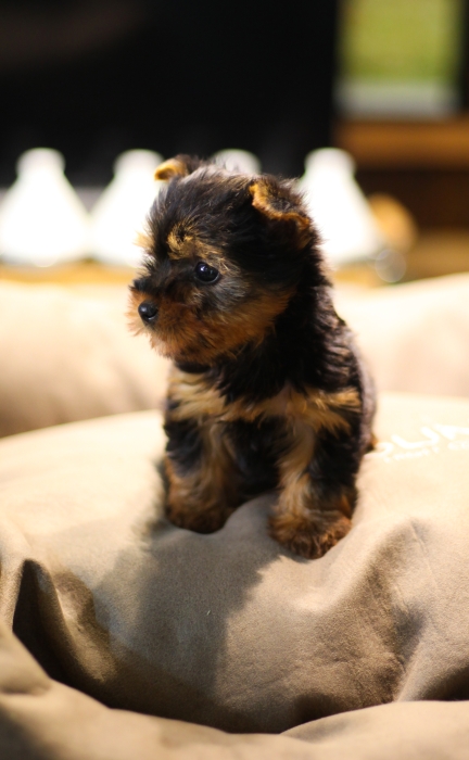 magnifiques chiots yorkshire toy