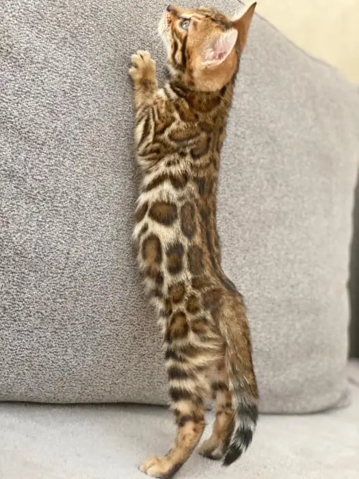 Chatons Bengal avec certificat Pedigree TICA