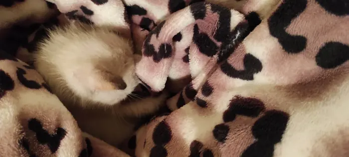 Donner un ptit chaton