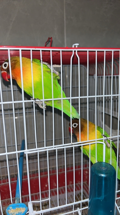 Couple inséparables