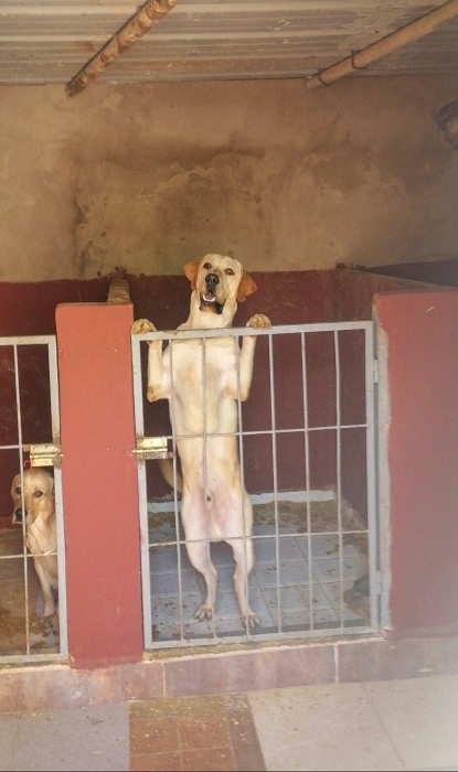 Mâle reproducteur Labrador