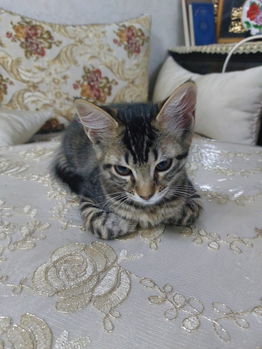 chat (femelle) de 4 mois pour adoption