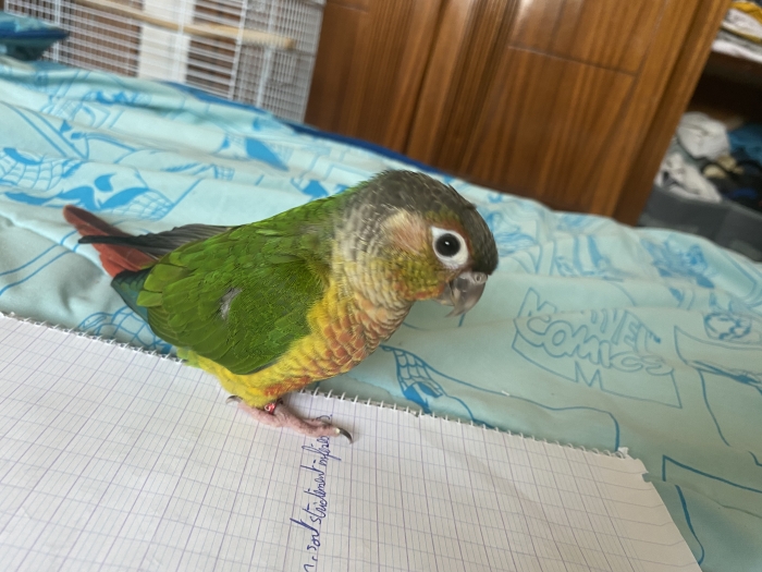 2 molina bien dressés livraison partout au Maroc