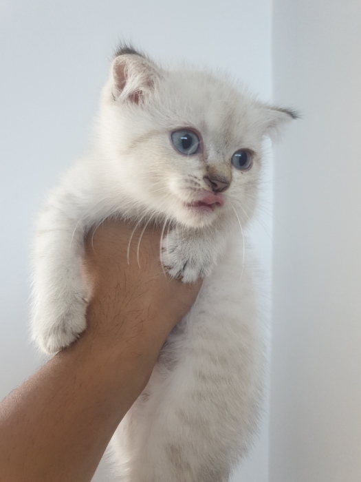 Des Chatons Scottish Straight & Fold Disponible