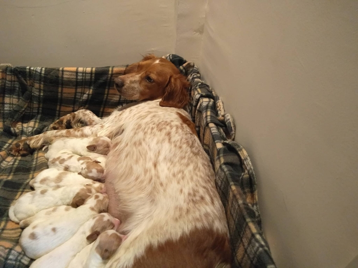 epagneul breton chasse