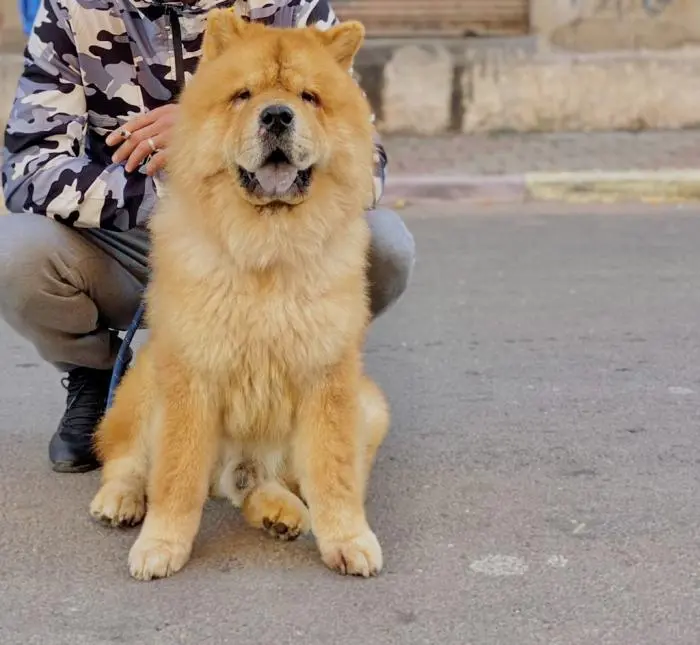 Chow chow