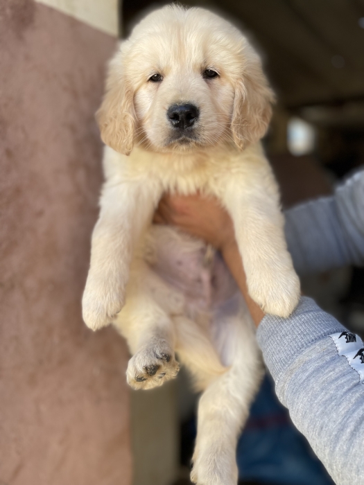 Très Belle chiot Golden Retriever
