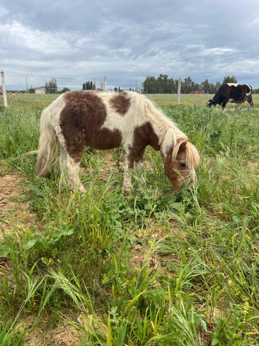 Poney Shetland à vendre