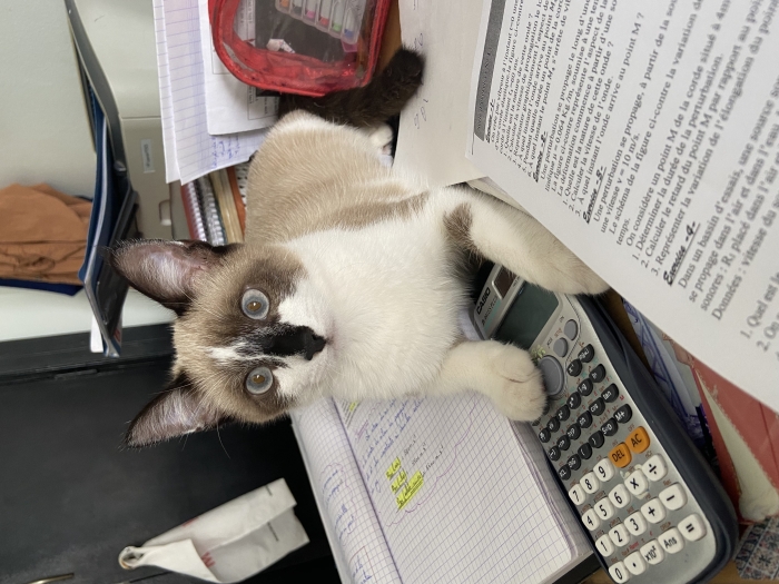 Demande d’accouplement