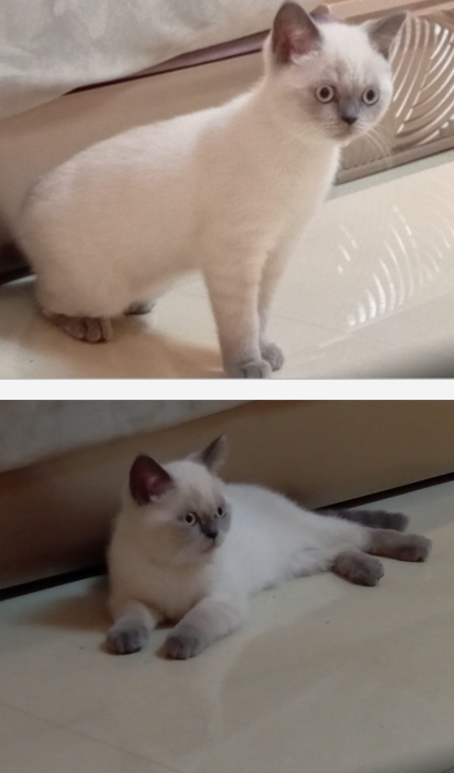 Scottish straight (British) 3 mois femelle