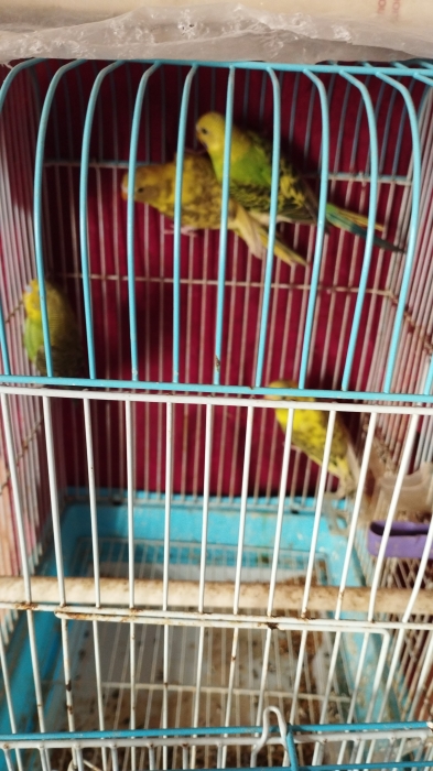 Oiseau couple perruche avec son petit perruche