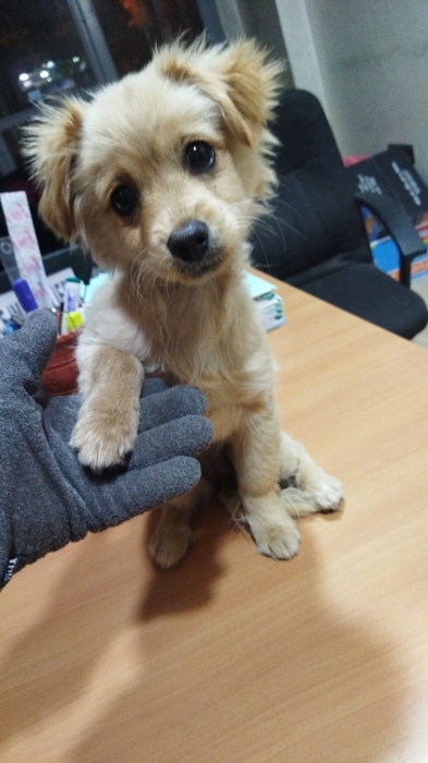 chien petit race chi-poo caniche