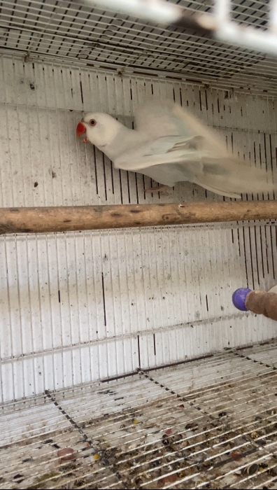 PERRUCHE A COLLIER CLEARTAIL-PALLID